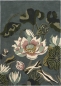 Preview: Rug Wedgwood Waterlily midnight pond 038608